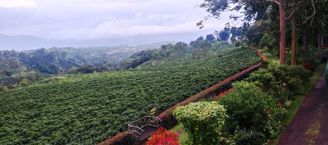 Центральная долина — кофейный регион Коста–Рики