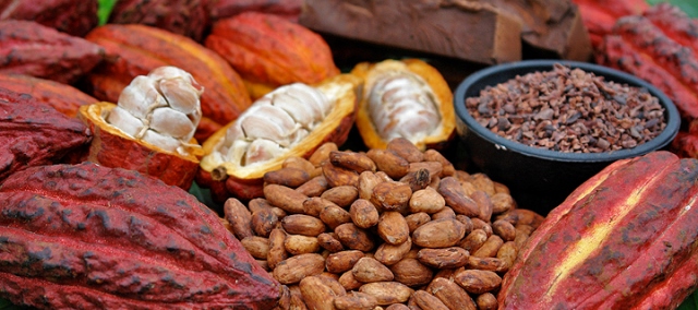 Какао-бобы – что это такое и откуда они берутся